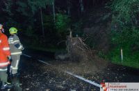 _2019_10_10_Baum_ueber_Strasse_Plateau__01