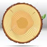 baum
