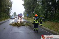 _2024-08-19_Baum_ber_Strae_B141_Pramwald_10